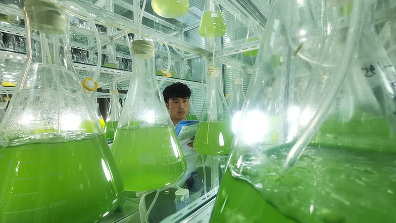 CDMO平台创新药研发：平台对比与选择要点